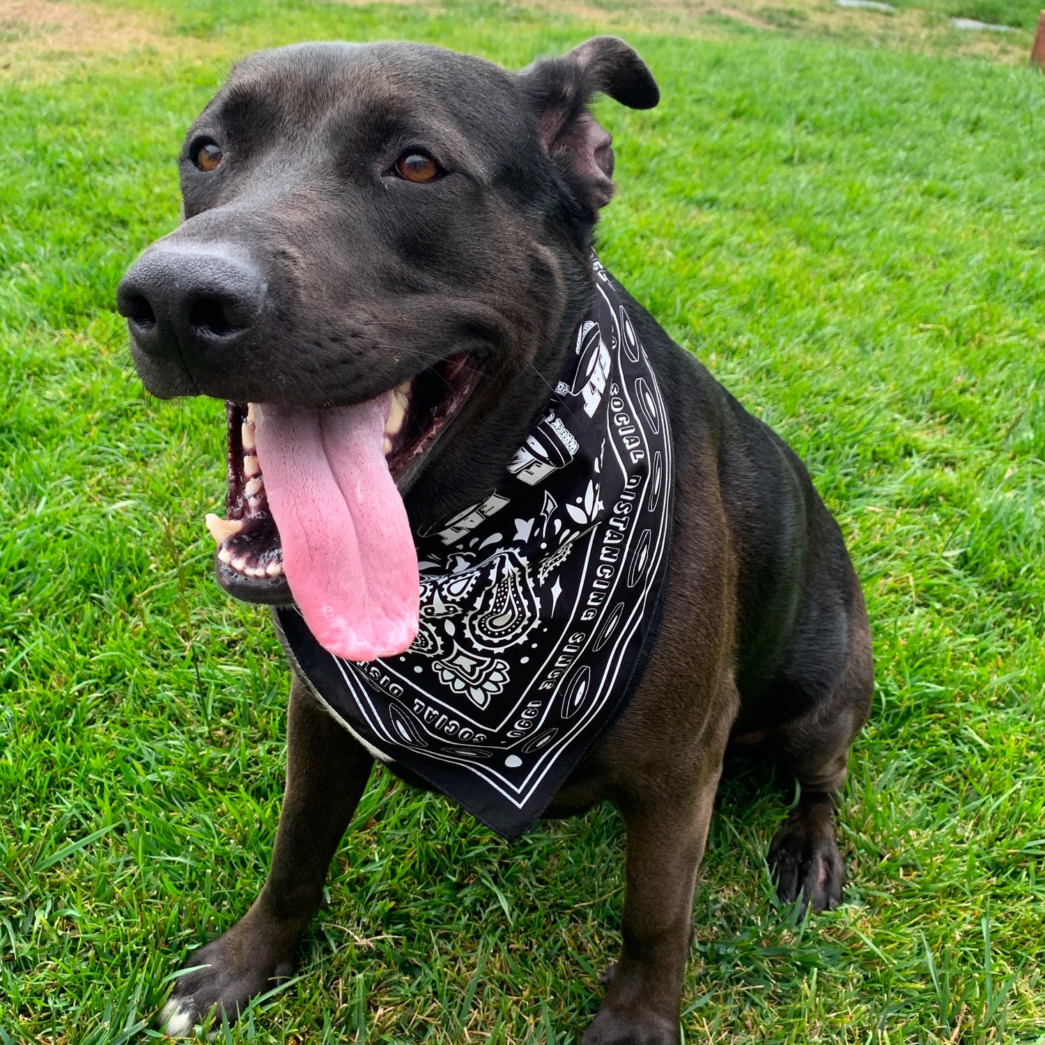 Fat Wreck Chords - Fat Bandana (Black)